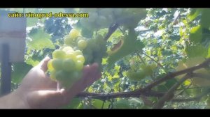 САХАРНЫЕ КАПЛИ - РАТАТУЙ КИШМИШ -САМЫЙ ВКУСНЫЙ ВИНОГРАД В МИРЕ?! АВАТАР, ХЕЛЛОУИН  ОБЗОР. КОНКУРС