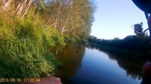 река Узола. Голавль на кузнечика 2018