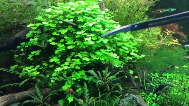 Обзор аквариумных растений смотреть онлайн