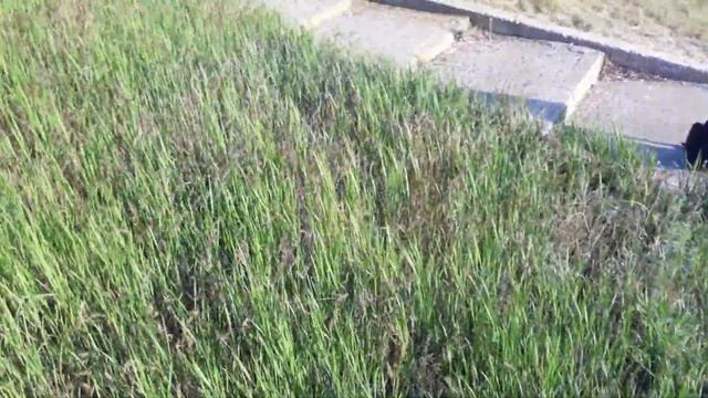 Дрессировка собаки. Питбуль по кличке Харла. смотреть онлайн