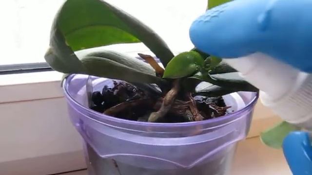 Лечение орхидей и других растений о  от мучнистого червеца смотреть онлайн