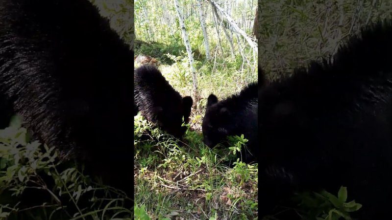 Медведи сказали жимолость поспела. #bear