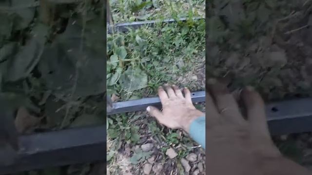 Кедротряс оригинал Кедр-1 смотреть онлайн