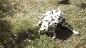 Dalmatian (big awl in a small ass) Далматин (шило в заднице)