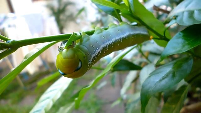 Panasonic Lumix DMC - S2 720p HD Sample Video 2 смотреть онлайн