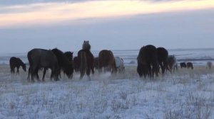 Лошади в поле | Зимние лошади | Лошади зимой