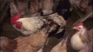 Загорская Лососевая порода