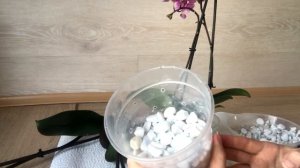 ВЫРАЩИВАНИЕ ОРХИДЕЙ БЕЗ СУБСТРАТА. Начало эксперимента