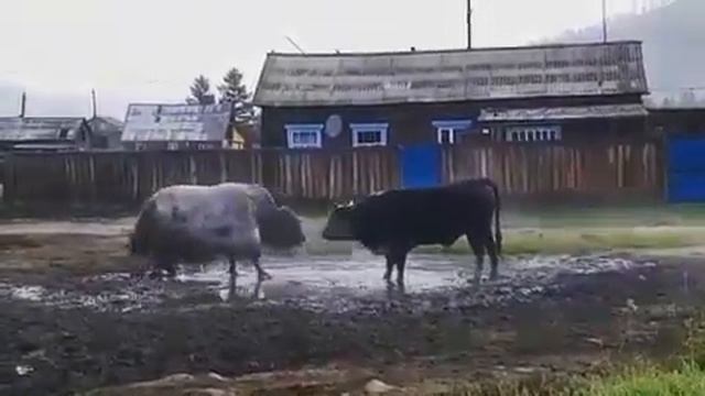 Як vs бык смотреть онлайн