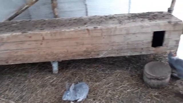 Вольерное содержание кроликов/Личный опыт.