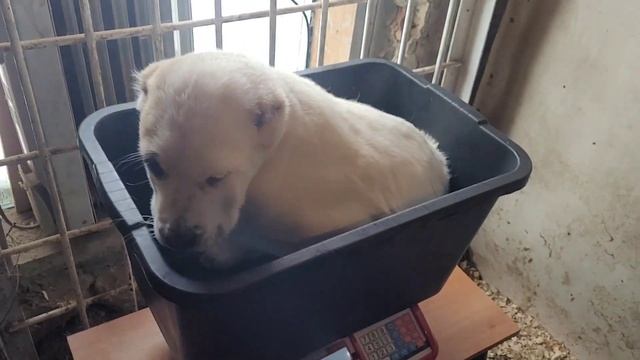 #алабай #сао ? Вес щенков в 3 месяца ? смотреть онлайн