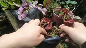 REPOTTING MY BEGONIA MANAUS