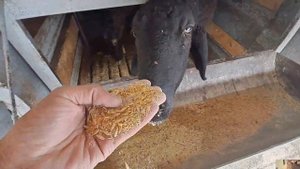 Гусфандпарвари дар шароити хона