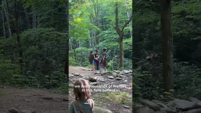 Magical synchronous fireflies! Our family trip to the Smoky Mountains for a bucket list experience!