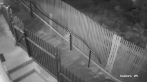 Во Владивостоке на девушку напал медведь