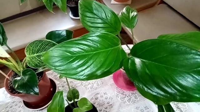 Комнатые растения. Встречайте семейство ароидных.