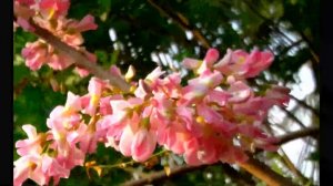 Gliricidia sepium flowers, Nature Videography of Sri Lanka