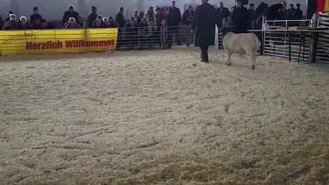 Баран Дорпер, аукцион в Германии! Дорпер овцы в России цена? Разведение домашних овец! смотреть онлайн