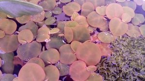 Филлантус плавающий (Phyllanthus fluitans)