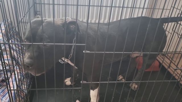 И снова предали, привязали и бросили. Меня очень беспокоит здоровье Кузи ему стало хуже. смотреть онлайн