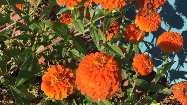 Гербарий смотреть онлайн