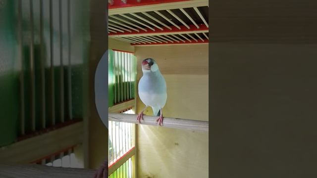 Рисовые амадины поют#амадины#рисовыеамадины#птицы#gould#птицыпоют#animals#bird#shorts