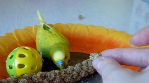 Как ПРИРУЧИТЬ ПОПУГАЯ к рукам повторно/Ручной попугай/Уход  содержание попугая/зеленый попугайчик T