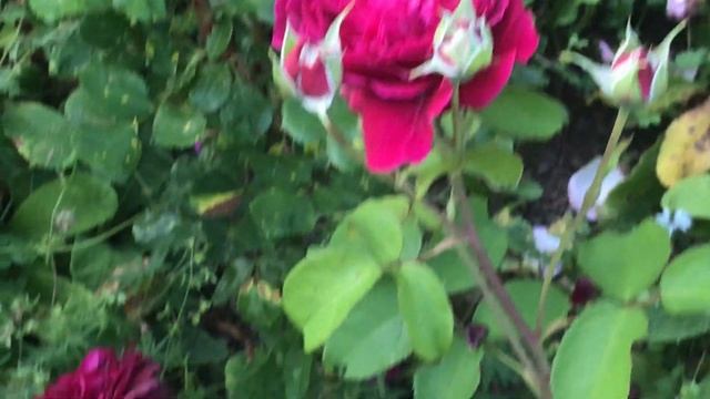 Rosier 'William Shakespeare 2000®' Le pourpre cramoisi смотреть онлайн