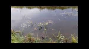 Рыбалка на реке Ишим в селе Бастау. Ловля щуки на спиннинг.