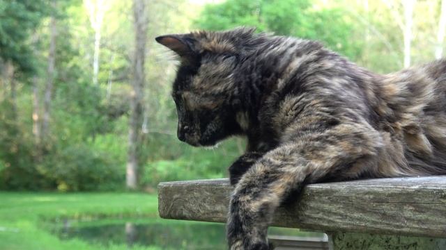 Sony AX53 4K Test - Iris смотреть онлайн