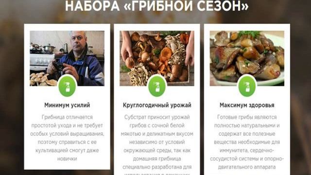 домашняя грибница отзывы смотреть онлайн