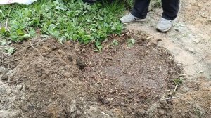 Готовим оптимальные? грядки под тыквы и кабачки. Садовые работы и заботы??.