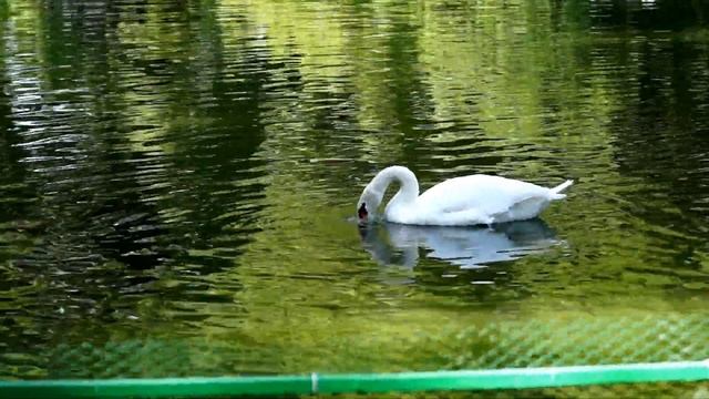 Лебедь питается пакетами смотреть онлайн