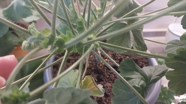 Успешное 100% укоренение дорогих сортовых пеларгоний! Мой опыт размножения любимых сортов! смотреть онлайн