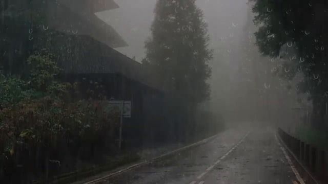 Lluvia Relajante Para Dormir - Sonido de Lluvia en Bosque Brumoso - Rain Sounds For Sleeping 541