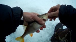 Рыбалка на Оке, после 23 февраля. Таруса.