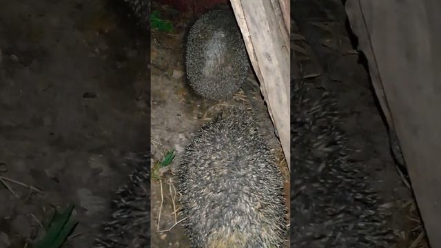 Как фыркают ежи! смотреть онлайн