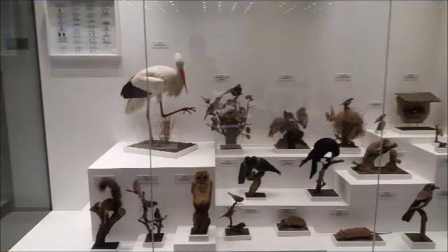 Visit the National Museum of Natural History ''Grigore Antipa'' from Bucharest смотреть онлайн