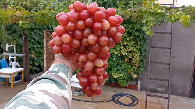 РОЗА КРАСНАЯ! ВКУСОВАЯ МУСКАТНАЯ БОМБА!!! ТЕЛ.+79054033245, WhatsApp и Viber +79528500417. смотреть онлайн