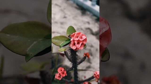 CANON 750D CINEMATIC FOOTAGE .... смотреть онлайн