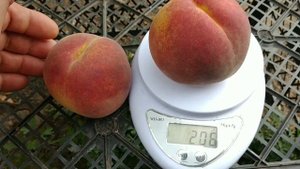 Новинка! Персик Екстрім-486.  Peach Extreme-486. Ультрапізній сорт. Перші плоди. Огляд від Максі Са