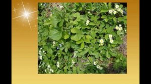 Антивозрастное лечение Золотой частотой Установка Программы ИСЦЕЛЕНИЯ