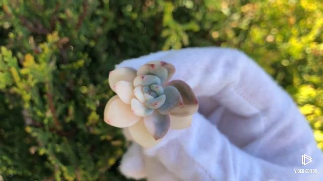 Echeveria Laulindsayana Monroe Variegated смотреть онлайн