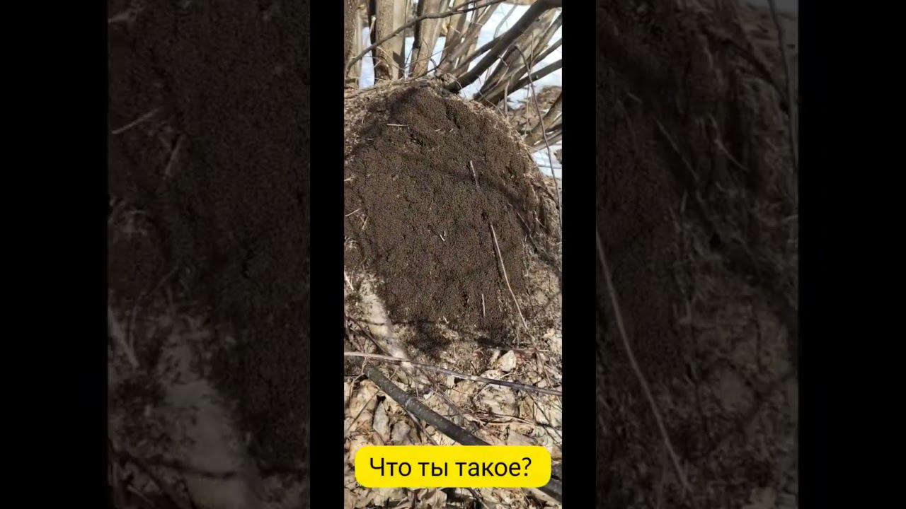 Что это такое? Майдан? Революция? Вакханалия? =) смотреть онлайн