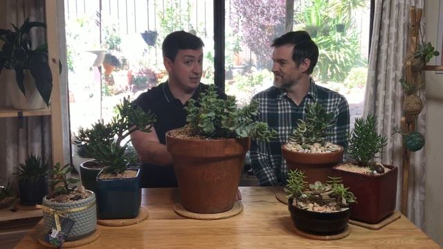 Foster & Grow - Crassula Perforata (String of Buttons) смотреть онлайн