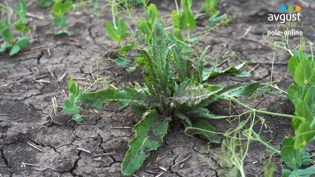 Pole-Online 2022. Горох #2. Гербицидная и фунгицидная обработки смотреть онлайн