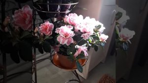 Азалия комнатная. Разбираем ошибки в выращивании.