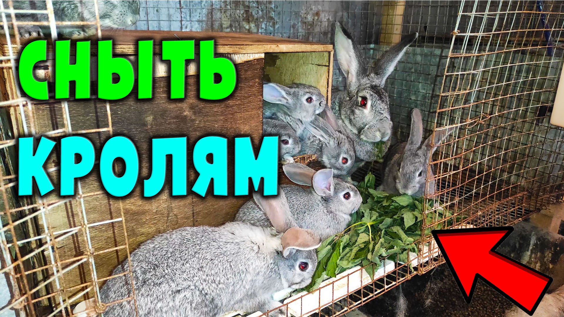 Сныть для кроликов