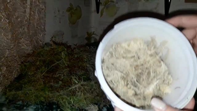 Орхидеи.Мох Сфагнум.Как выглядит 1 литр мха. смотреть онлайн