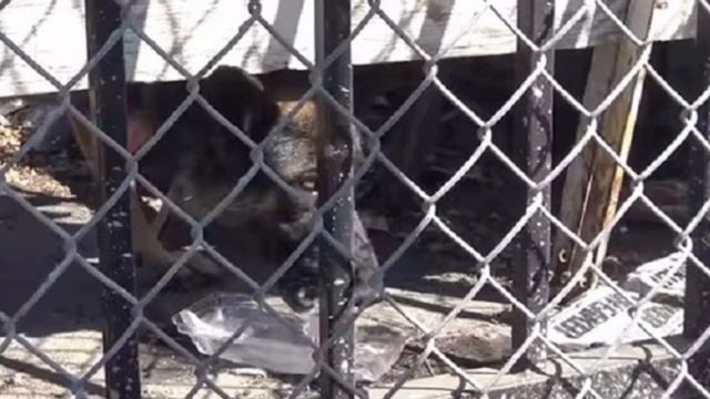 Собаку бросили без еды и воды на старой парковке,она была без сил и умирала ,вы только посмотрите смотреть онлайн